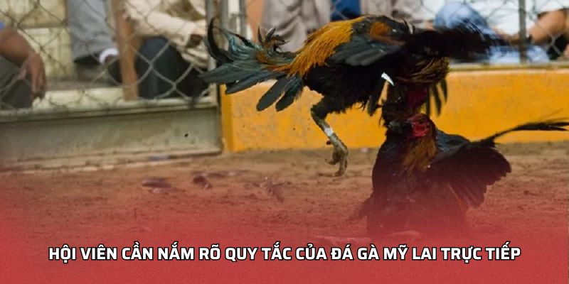 Đá Gà Mỹ Lai Trực Tiếp - Hướng Dẫn Chơi Chi Tiết Cho Newbie Hội viên cần nắm rõ quy tắc của đá gà mỹ lai trực tiếp